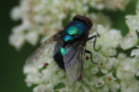Lucilia-sp